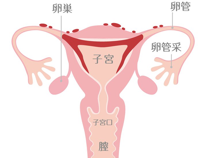 子宮筋腫 子宮内膜症について 札幌 石狩市の産婦人科 エナレディースクリニック