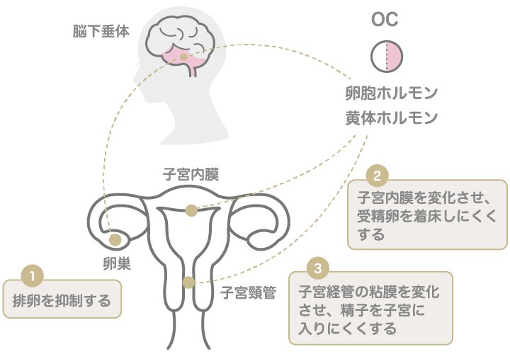 低用量ピル お酒