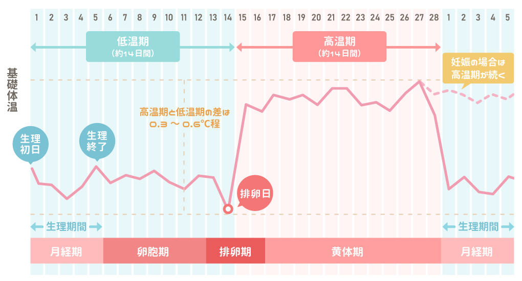 基礎体温