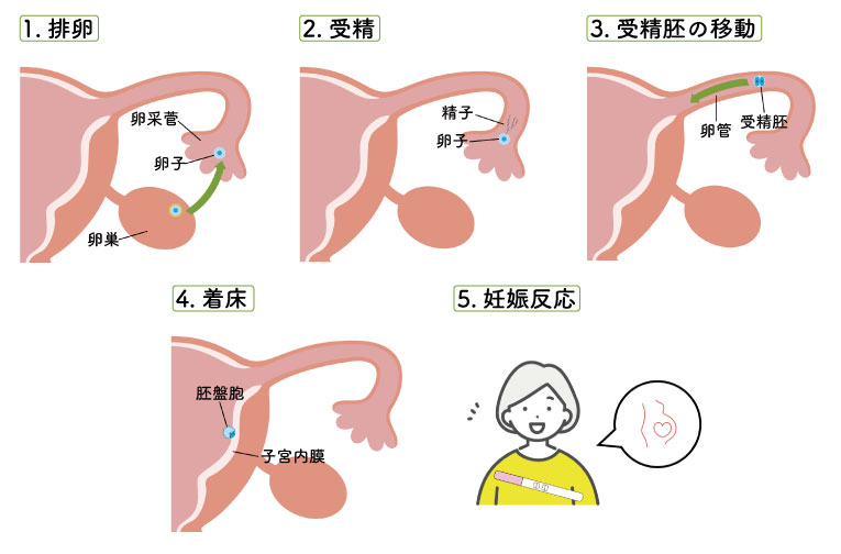 排卵から妊娠反応までの流れのイラスト