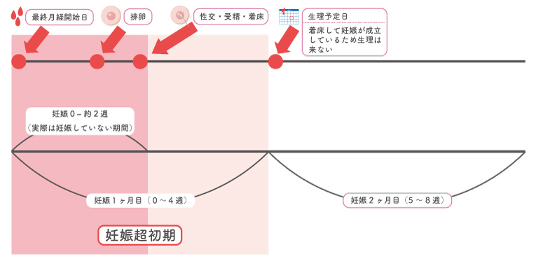 妊娠超初期図解