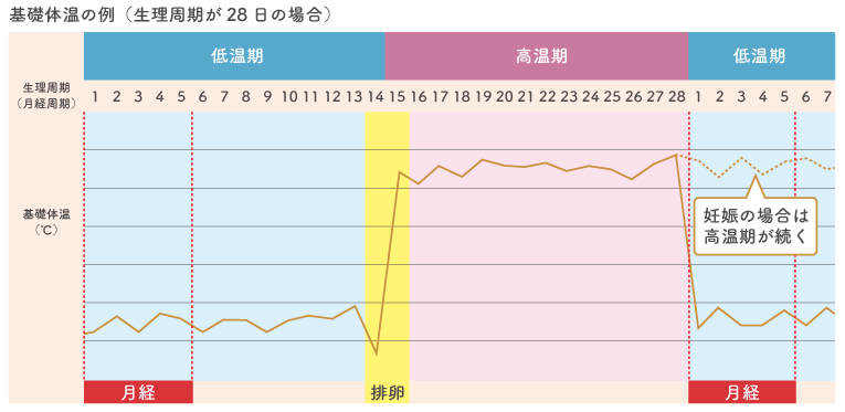 基礎体温 生理周期が28日の人の場合