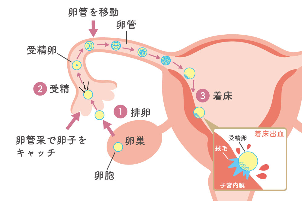 着床出血の仕組み