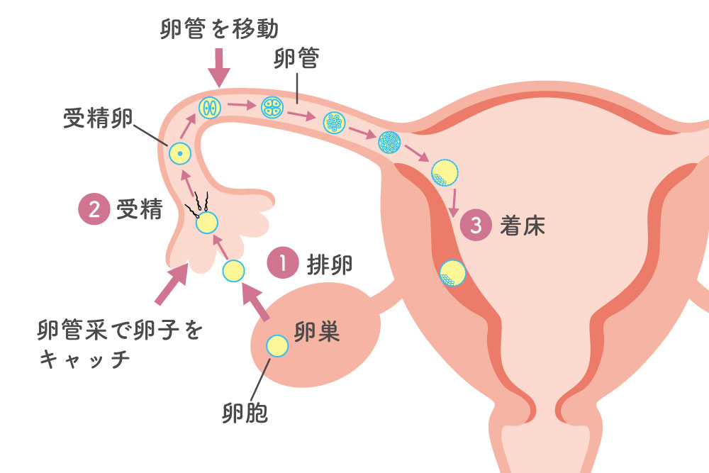 排卵から着床までの一連の流れ