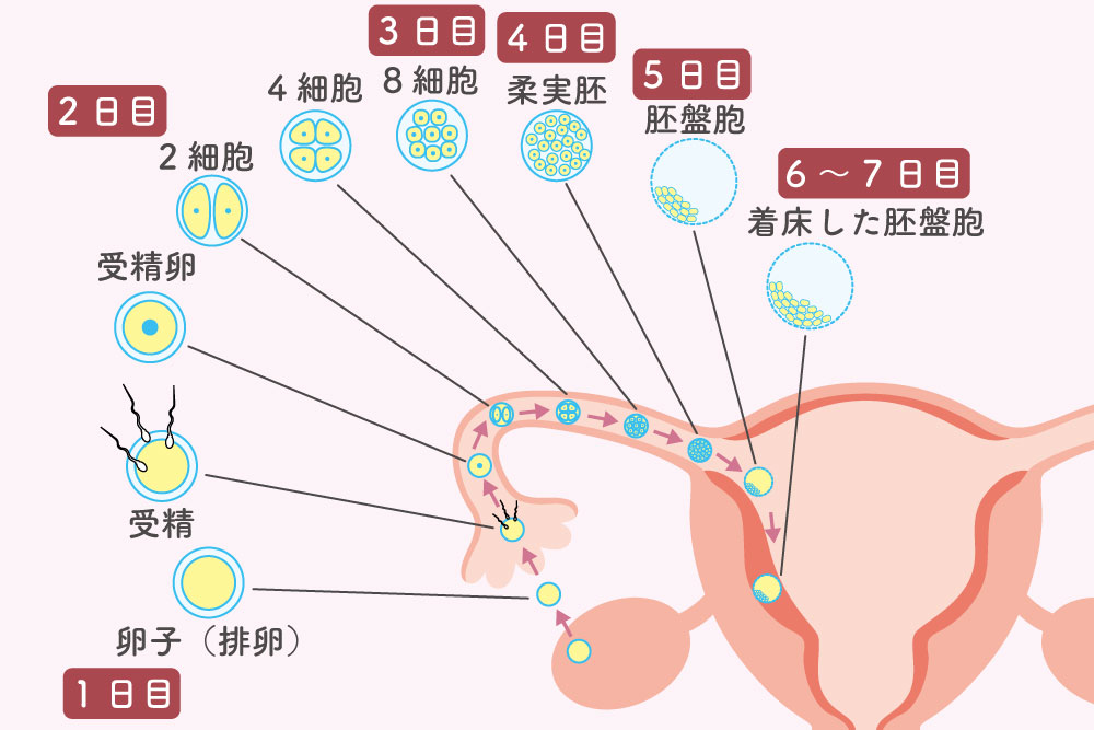 排卵から着床までの卵子・受精卵の変化