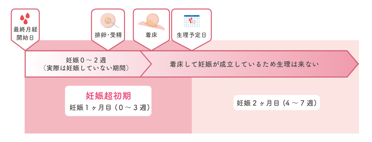 妊娠超初期の流れ