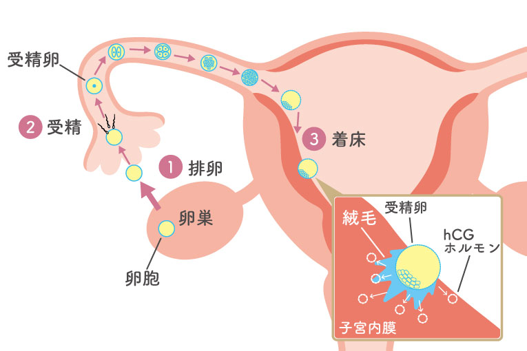 hCGホルモン分泌の仕組み