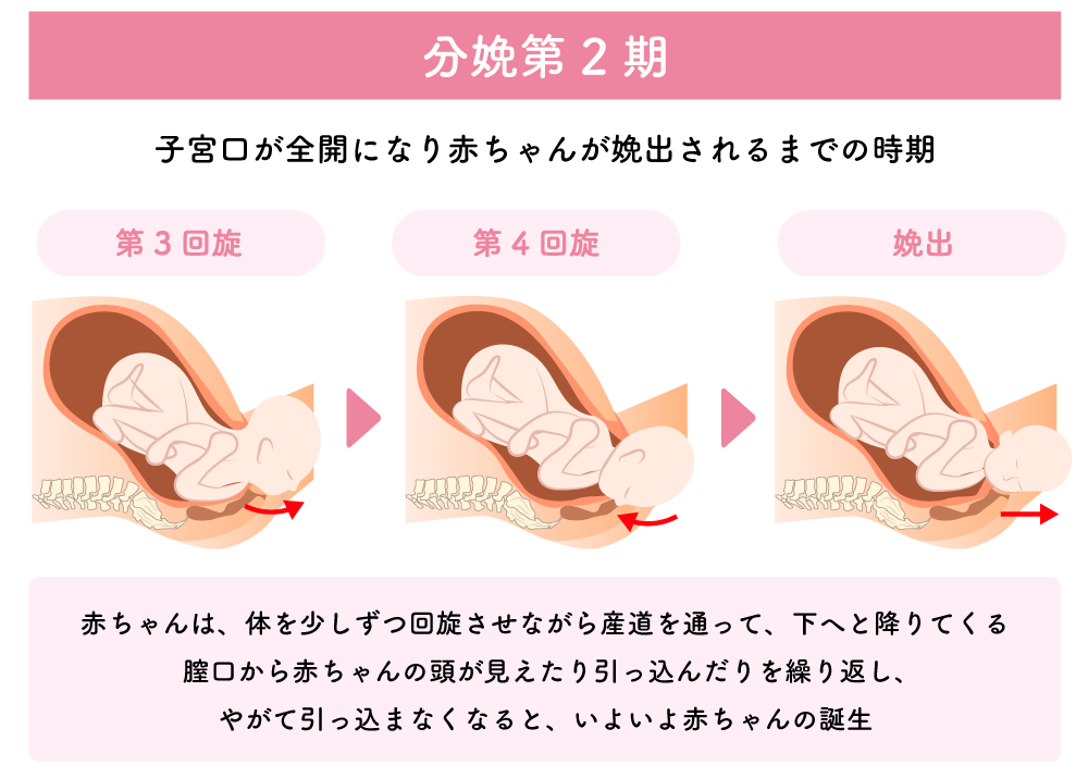 分娩第2期（娩出期）