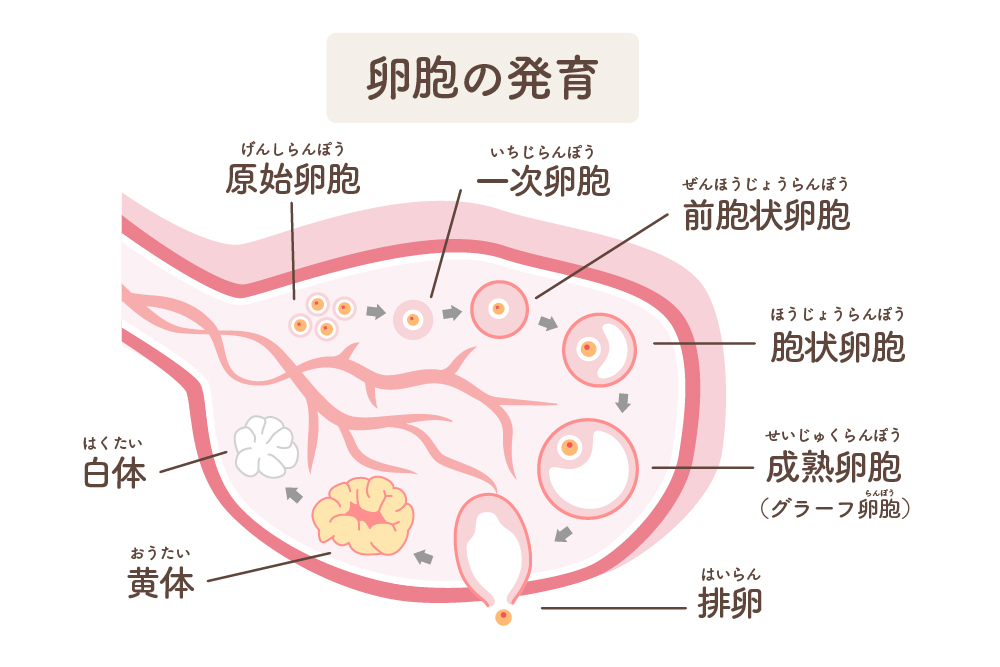 卵子とは
