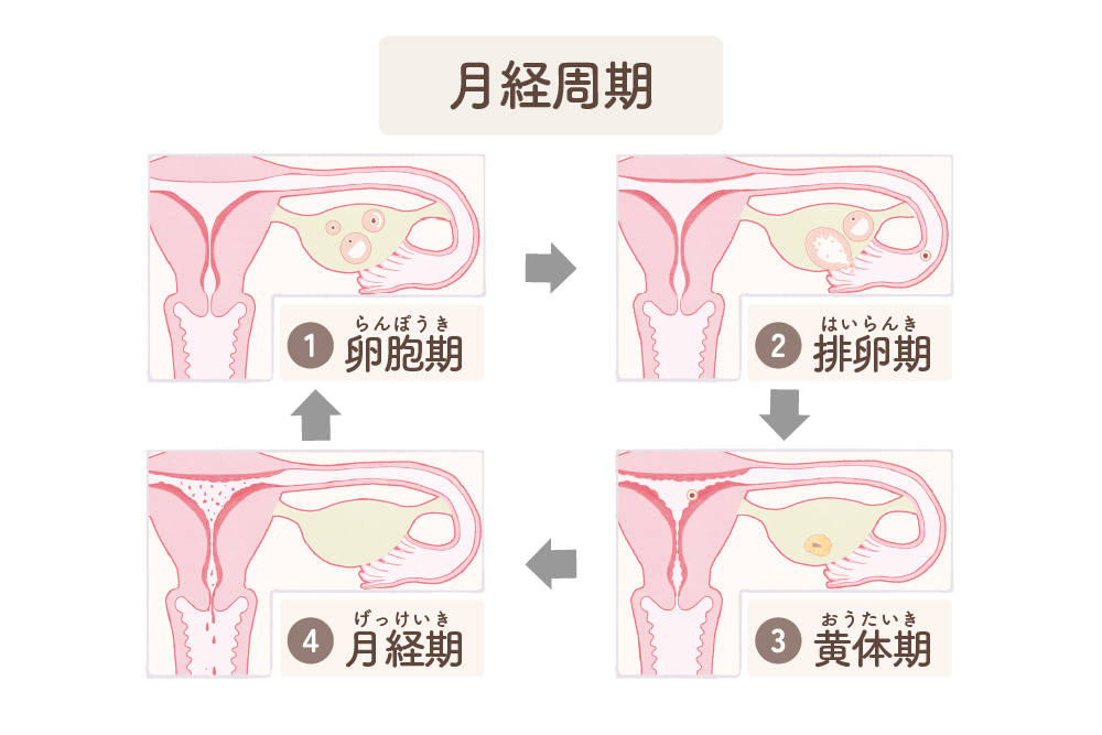 月経周期と排卵
