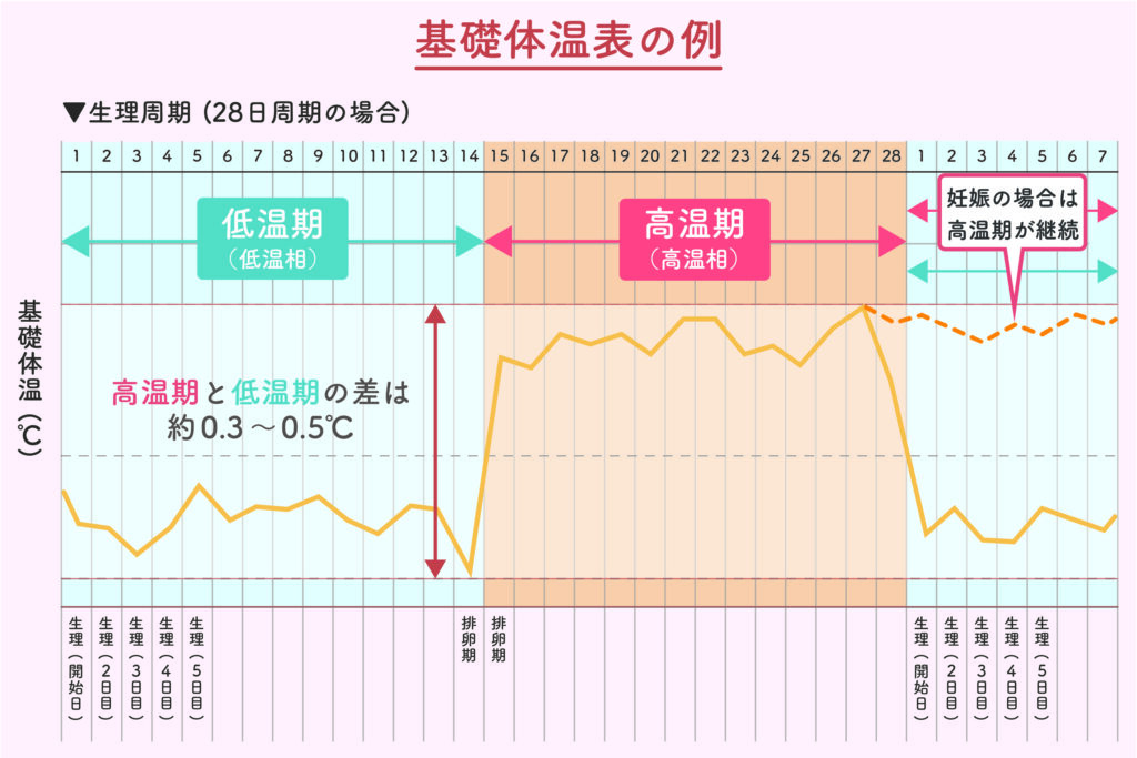 基礎体温の変化と排卵